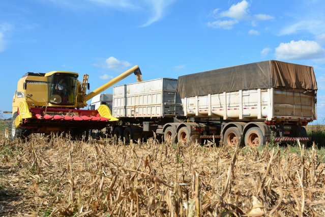 Milho em grãos começa a ser colhido no PA Nova Amazônia e comunidades indígenas
