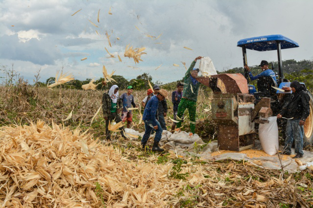 Agricultura familiar -  Comunidades indígenas de Boa Vista iniciam colheita de milho em grãos