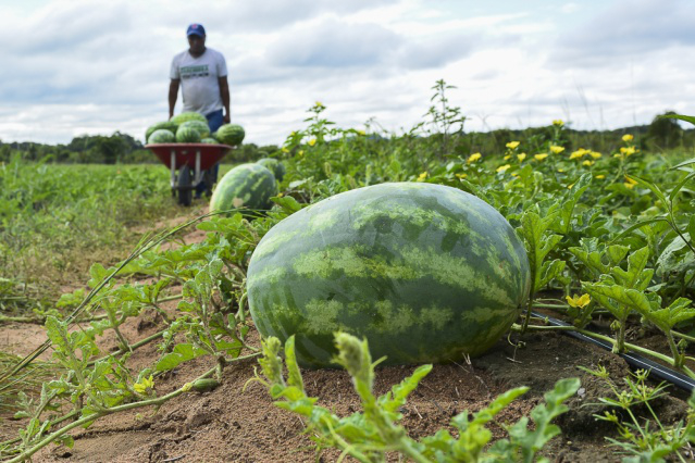 Convite - Prefeitura de Boa Vista incentiva a agricultura familiar e leva alimento a quem mais precisa