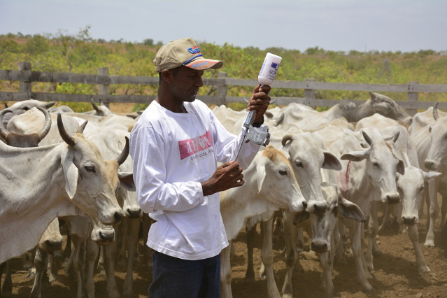 Comunidades Indígenas: campanha de vacinação contra a Febre Aftosa inicia nesta quarta-feira