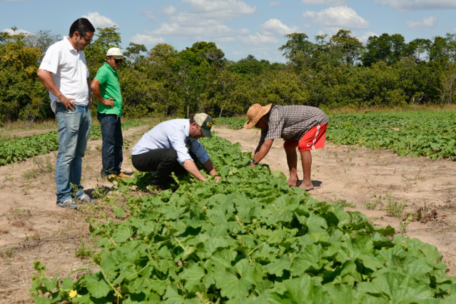 Hortifruti - Prefeitura implanta primeiro projeto de lavoura irrigada em áreas indígenas de Boa Vista