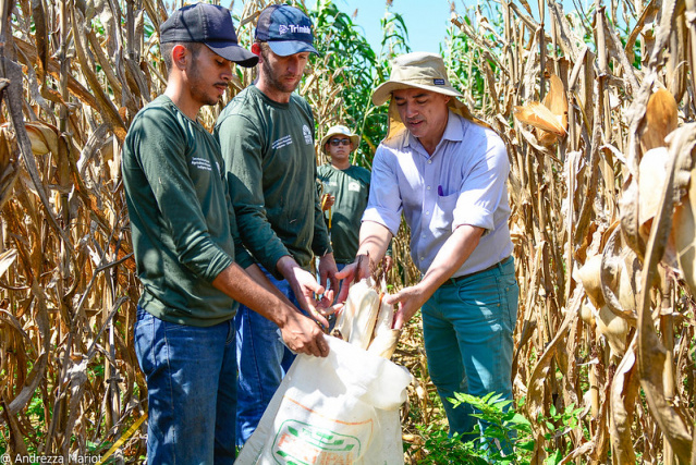 Campos Experimentais - Milho produzido na área rural de Boa Vista passa por avaliação técnica