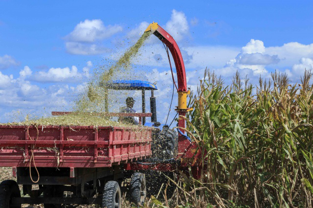 Agricultores  do P.A. Nova Amazônia  aprendem sobre as boas práticas de produção de silagem