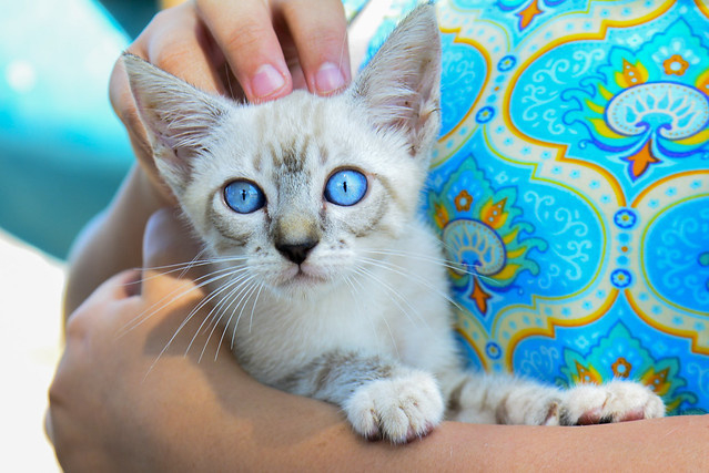 União pelos animais - Prefeitura inicia ações do projeto de castração de cães e gatos