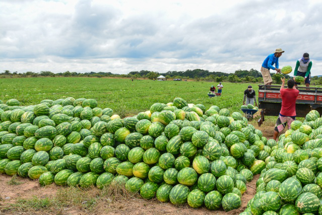 Agricultura familiar -  Produtores do Polo da Melancia iniciam colheita e já comemoram bons resultados em Boa Vista
