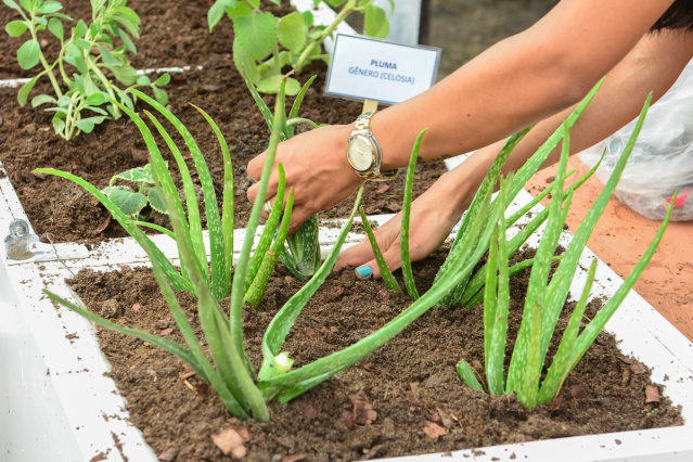 Nova horta comunitária vai contribuir com melhor qualidade de vida aos moradores do bairro Silvio Leite