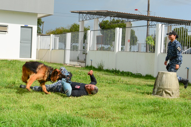 Guarda Municipal: Cães policiais ajudam no combate à criminalidade em Boa Vista
