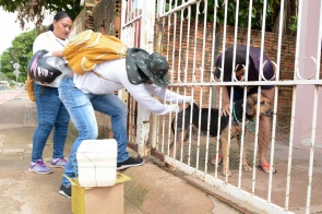 Antirrábica: Mais de 3.400 cães e gatos já foram vacinados em Boa Vista esta semana