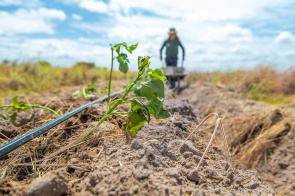 Comunidades indígenas iniciam plantio da batata-doce
