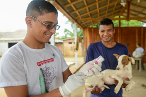 Vacinação antirrábica em cães e gatos começa na segunda-feira na área rural indígena de Boa Vista