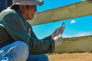 Febre - Aftosa Mais de três mil animais foram imunizados nas comunidades indígenas