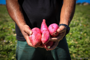 Polo da Batata Doce - Com o apoio da Prefeitura, área de produção é ampliada visando a expansão do mercado