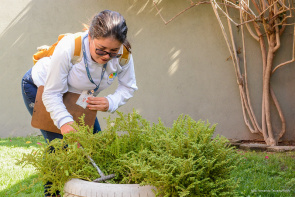 Aedes aegypti - Moradores devem ficar atentos a criadouros e manter terrenos limpos