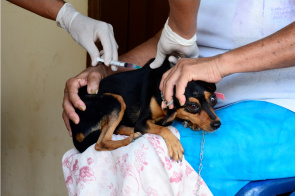 CONVITE - Campanha de vacinação antirrábica começa neste sábado em Boa Vista