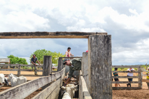Convite - Prefeitura inicia segunda etapa da vacinação contra a Febre Aftosa nas Comunidades Indígenas