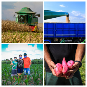 O AGRO NÃO PARA!  Com o apoio da prefeitura, agricultores familiares continuam produzindo e levando o alimento à mesa do boa-vistense
