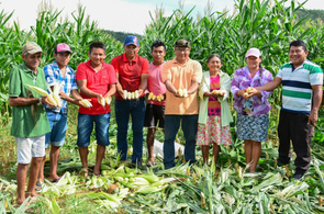 Agricultores de Boa Vista começam a colher o milho da safra 2018