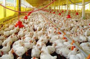  Inscrições para o PMDA Avicultura vão até o dia 2 de dezembro   
