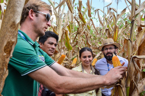 Incentivo na Agricultura - Prefeitura faz estimativa de produção de milho em comunidades indígenas