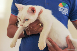 União pelos animais - Clínicas e hospitais veterinários já podem se credenciar através de edital da prefeitura