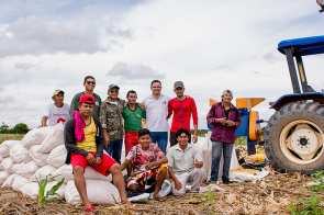Agricultores indígenas começam a colher o milho nas Comunidades com o apoio da Prefeitura