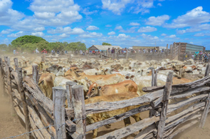 Projeto Bovinocultura - Comunidades indígenas de Boa Vista recebem mais de 770 cabeças de gado