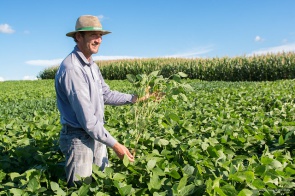 AgrofestBV2019 - Campos experimentais desenvolvidos com apoio da prefeitura vão apresentar as melhores tecnologias em sementes para cultivo 