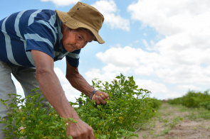 Incentivos: Agricultores Indígenas se reúnem para definir estratégias e projetos para 2020