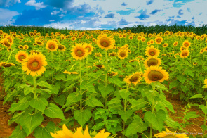Convite - Visita ao Campo Experimental da prefeitura na zona Rural de Boa Vista nesta quinta-feira, 13