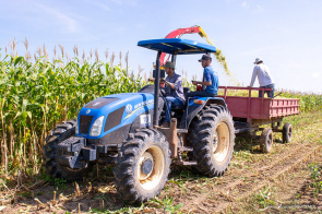 Agricultura e pecuária - Com o apoio da prefeitura, pequenos pecuaristas utilizam a silagem para alimentar os rebanhos