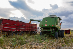 Agricultura  Agricultores do P.A Nova Amazônia iniciam a colheita do milho