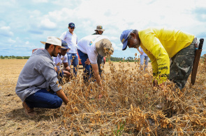 Soja produzida na área rural de Boa Vista passa por avaliação técnica