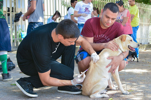 Antirrábica: prefeitura vacina mais de 700 animais no primeiro dia de campanha