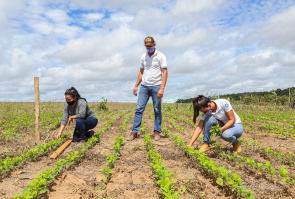 Agricultura - Prefeitura amplia as áreas de produção agrícola no campo experimental de Boa Vista