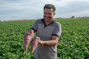 Polo da Batata Doce em Boa Vista supera índices nacionais de produtividade por hectare