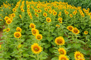 Campo experimental da prefeitura se destaca por variedade na produção