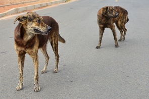 Prefeitura alerta população sobre abandono de animais nas ruas