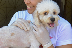 União pelos animais - Prefeitura inicia ações do projeto de castração de cães e gatos