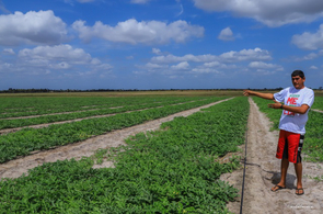 Festa da Melancia - Prefeitura e agricultores comemoram aumento da produtividade no PA Nova Amazônia