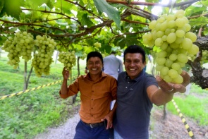 Expodireto Cotrijal - Agricultores indígenas de Boa Vista visitam propriedades de referência no Rio Grande do Sul