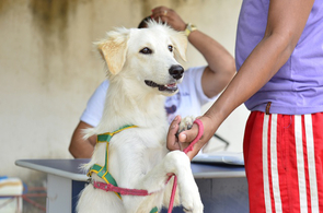  Vacinação Antirrábica: Cães e gatos são vacinados contra a raiva na terceira etapa da campanha