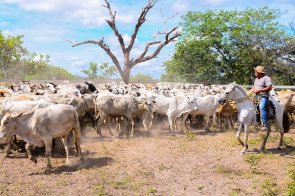 Convite - Prefeita Teresa entrega insumos do Projeto Bovinocultura nesta sexta, 7