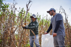 Campo Experimental - Investimentos na agricultura garantiram aumento de produção e novas técnicas de plantio