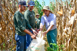 Campos Experimentais - Milho produzido na área rural de Boa Vista passa por avaliação técnica