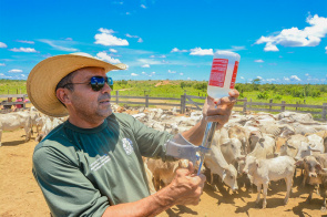 2ª Etapa - Rebanhos da comunidade Truaru da Cabeceira são os primeiros a receber vacina contra a Febre Aftosa em Boa Vista   