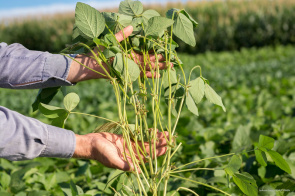 Agricultura - Prefeitura define ações do PMDA para o ano 2020   
