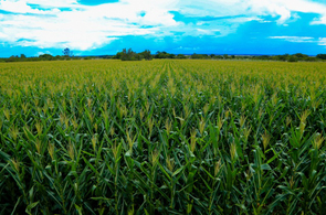 Convite - Dia de Campo sobre silagem de milho acontece hoje no P. A. Nova Amazônia 