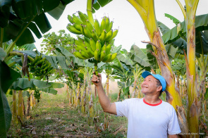  Agricultura Familiar - Agricultor aumenta produção de banana com apoio da Prefeitura de Boa Vista