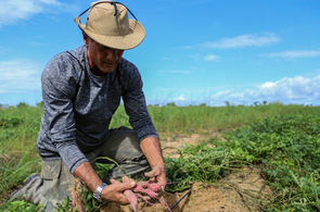 Programa de Aquisição de Alimentos vai fortalecer agricultura familiar