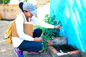 Aedes aegypti: Boa Vista baixou de 7,1% para 4,8% o índice de infestação do mosquito